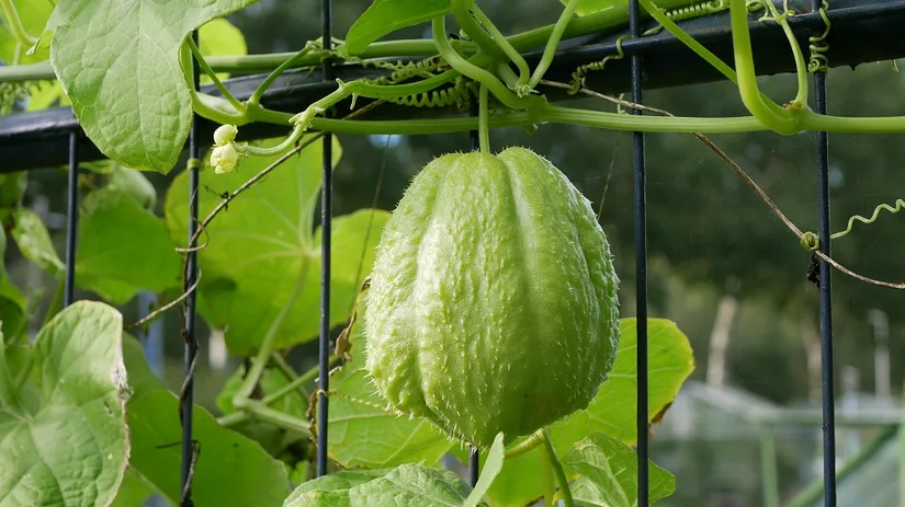 chayote chayote
