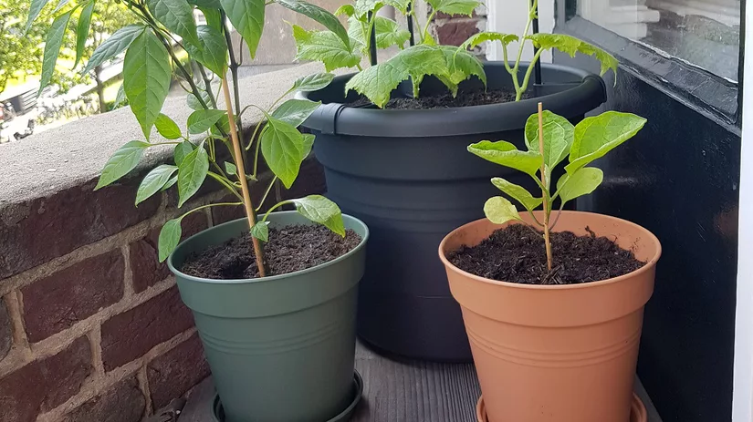 Moestuin in pot Floor heeft een moestuin in potten