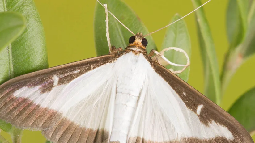 buxusmot-box-tree-moth buxusmot-box-tree-moth