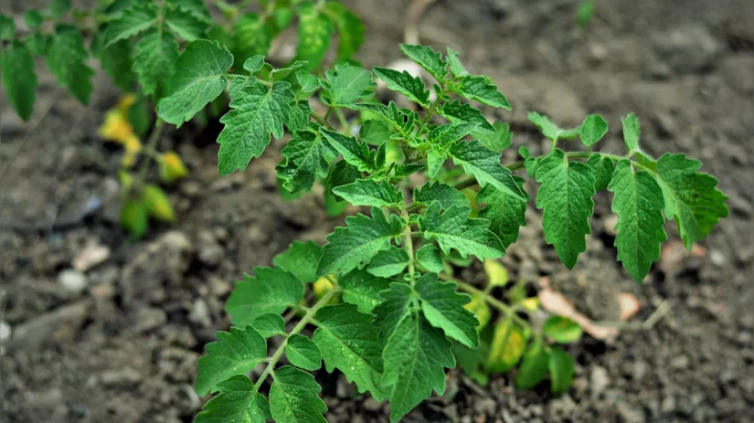 Wat is onkruid? Wat is onkruid?