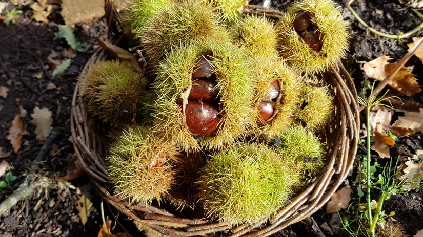Kastanjes in een mand De eetbare tamme kastanjes in een mand in de moestuin