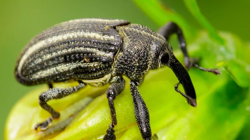 taxuskever-yew-beetle taxuskever bestrijden