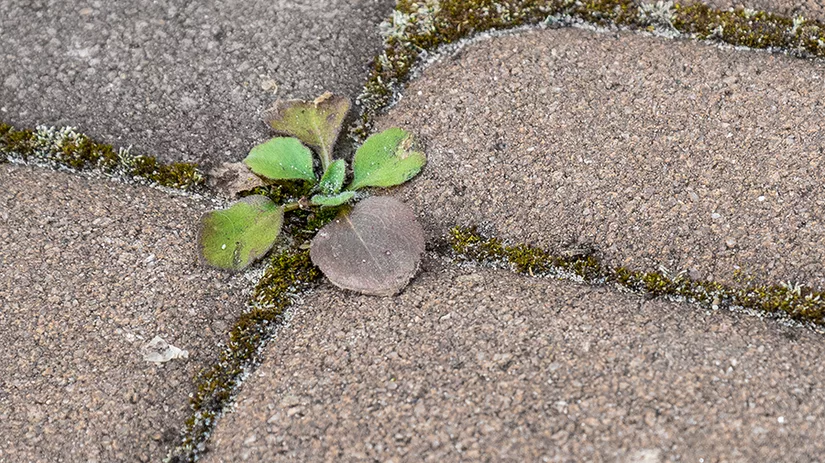 mos-terras mos-terras