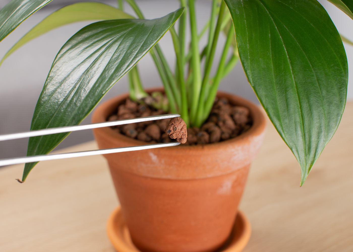 Hydrokorrels: waarom gebruik je ze?