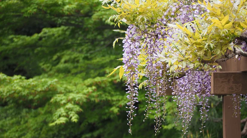 wisteria-blauwe-regen wisteria-blauwe-regen