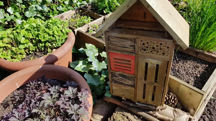 Nuttige beestjes in de moestuin Nuttige beestjes in de moestuin