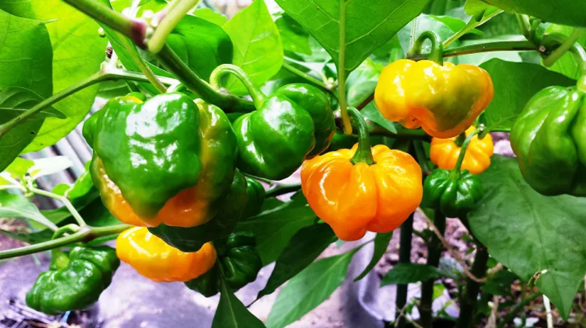 Diana foto 6 Peper True Jamaican Scotch Bonnet.jpg Diana foto 6 Peper True Jamaican Scotch Bonnet.jpg