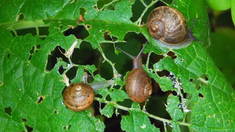 Cacaodoppen tegen slakken zinvol of niet.jpg Drie bruine slakken kruipen en grazen op een groen blad dat vol met gaten en uitgegeten stukken zit, met zichtbare slijmsporen en een donkere achtergrond van bladeren.
