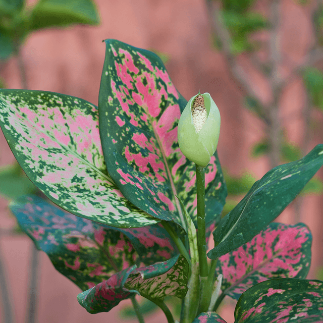 Aglaonema verzorging & tips - Pokon