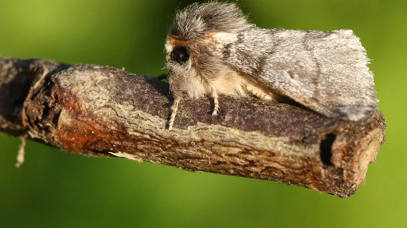 eikenprocessiemot-oak-processionary-moth eikenprocessiemot-oak-processionary-moth