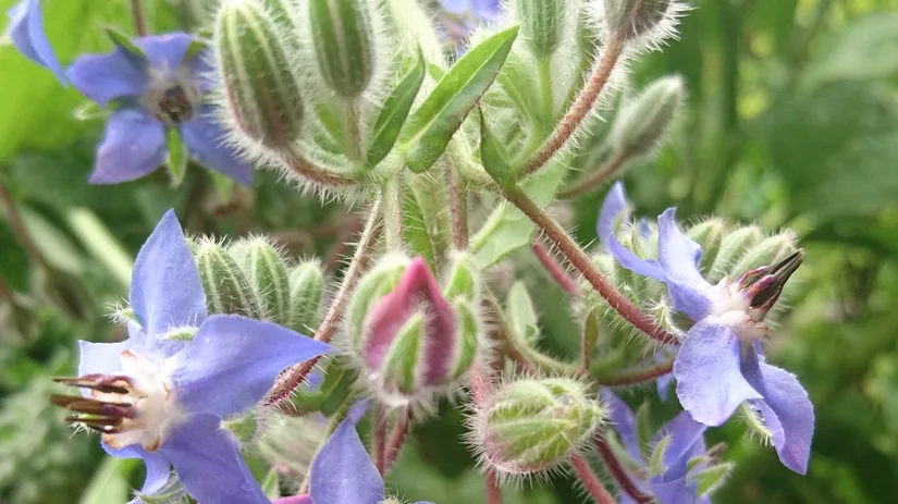 Vul de kale plekken in je moestuin Vul de kale plekken in je moestuin