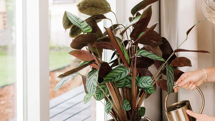 Honingdauw.png Honingdauw.png