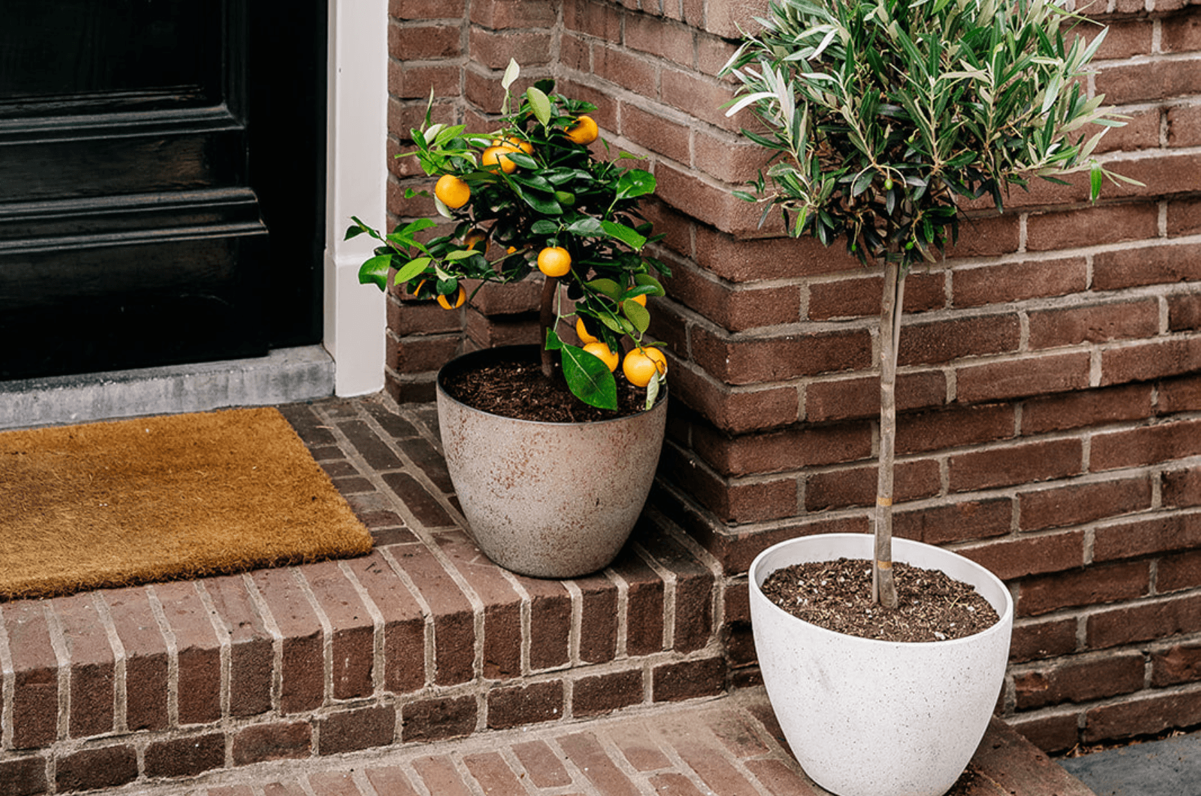 6 tips voor het verzorgen van je buitenplanten in de zomer 6 tips voor het verzorgen van je buitenplanten in de zomer