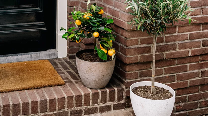 6 tips voor het verzorgen van je buitenplanten in de zomer 6 tips voor het verzorgen van je buitenplanten in de zomer