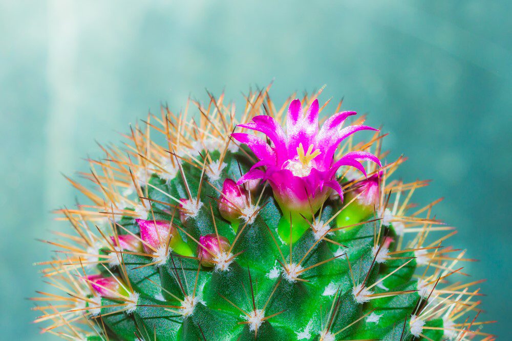 Bloeiende cactussen - Pokon - Groen goed