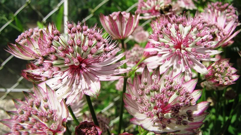 diana-foto-3-astrantia-major-neeltje diana-foto-3-astrantia-major-neeltje
