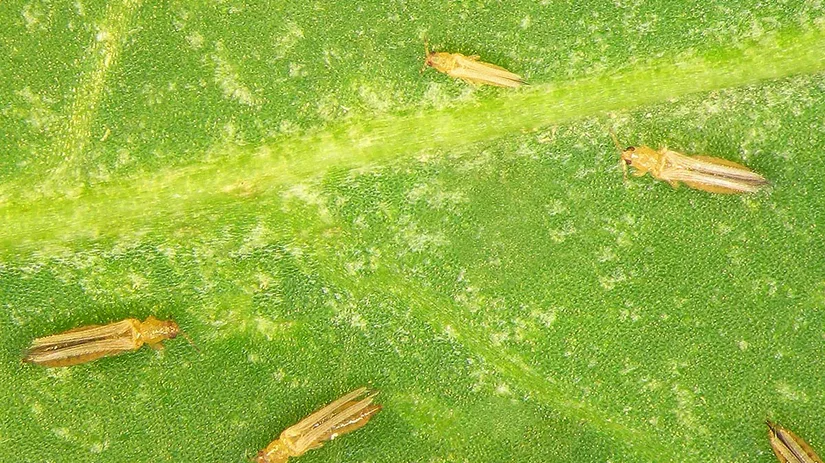 trips-optie-2 Trips bestrijden