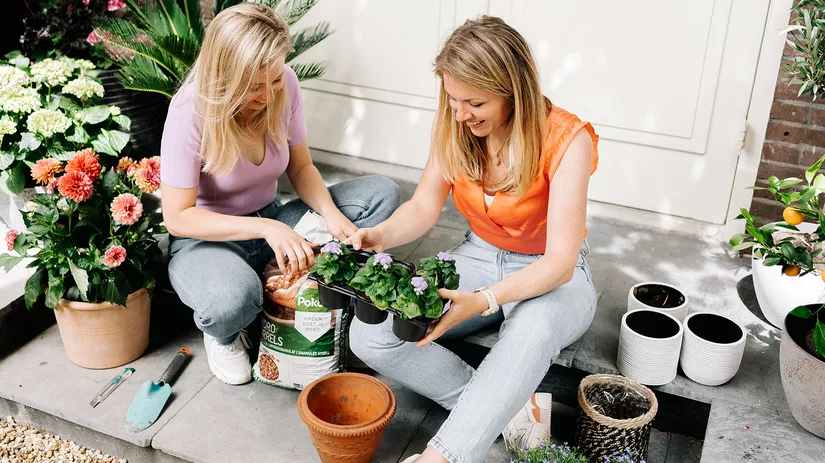 Tips en tricks voor lang bloeiende potplanten Tips en tricks voor lang bloeiende potplanten