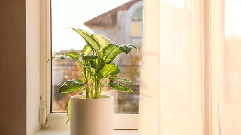 5 plekken om jouw Dieffenbachia neer te zetten 5 plekken om jouw Dieffenbachia neer te zetten