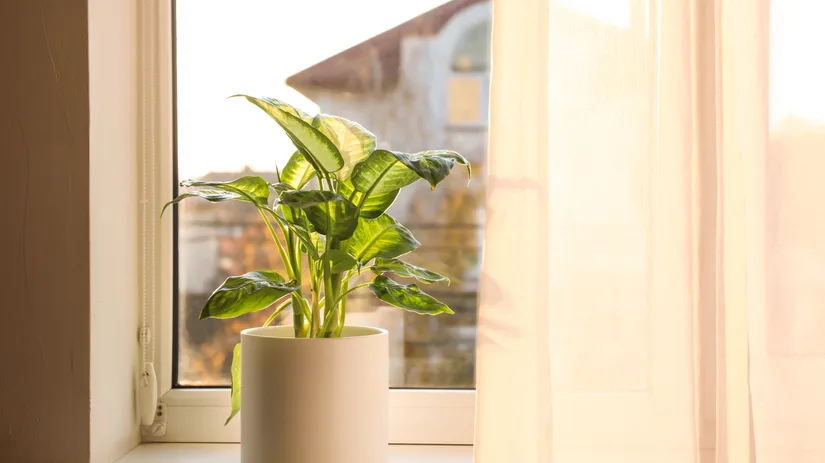 5 plekken om jouw Dieffenbachia neer te zetten 5 plekken om jouw Dieffenbachia neer te zetten