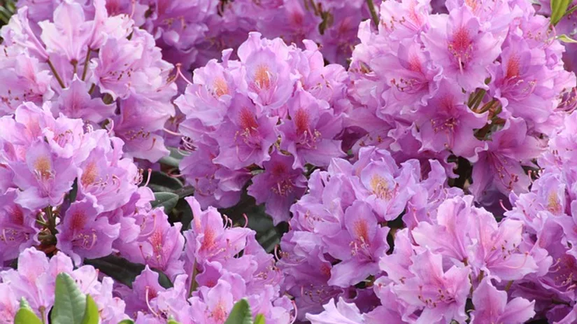 Uitgebloeide rododendrons Uitgebloeide rododendrons