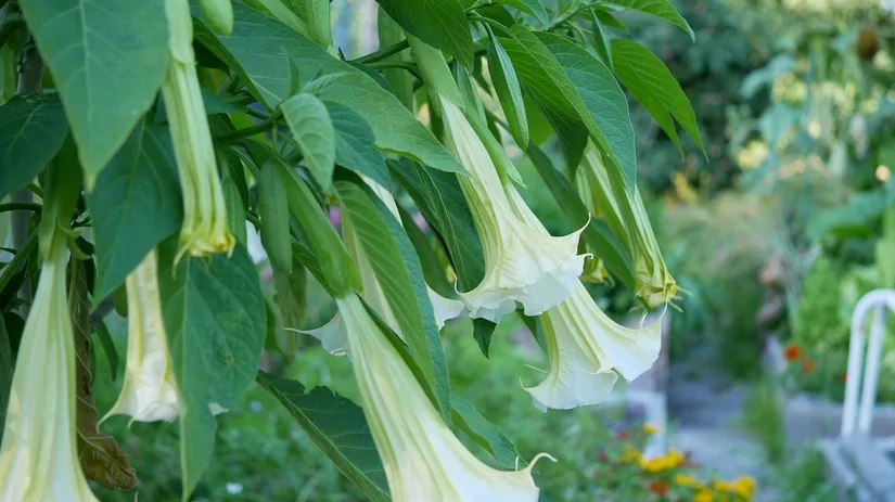 diana-foto-5-brugmansia-wit diana-foto-5-brugmansia-wit