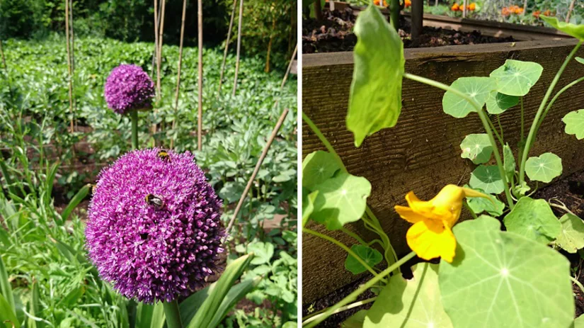 Moestuinklusjes juni Moestuinklusjes juni