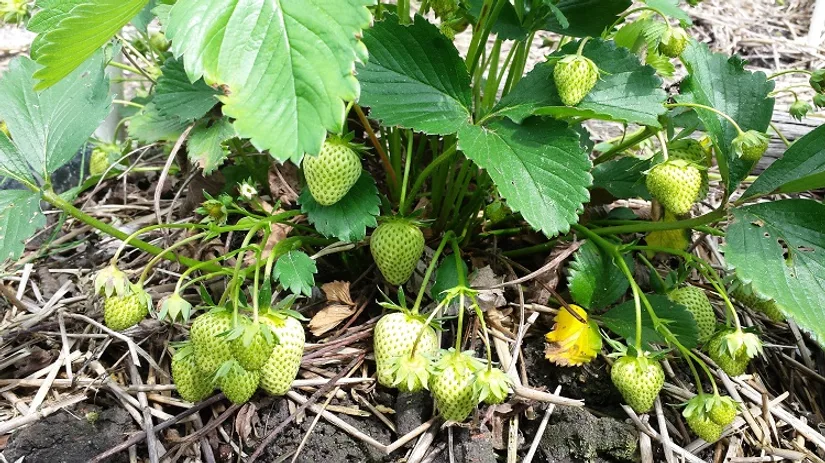 Een net over je aardbeien Een net over je aardbeien