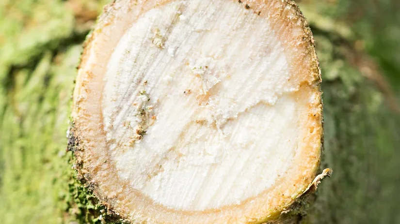snoeiwond-branch-cut snoeiwond-branch-cut