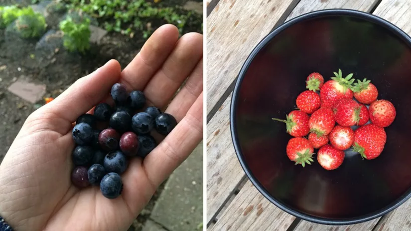 Kleinfruit in de moestuin Kleinfruit in de moestuin