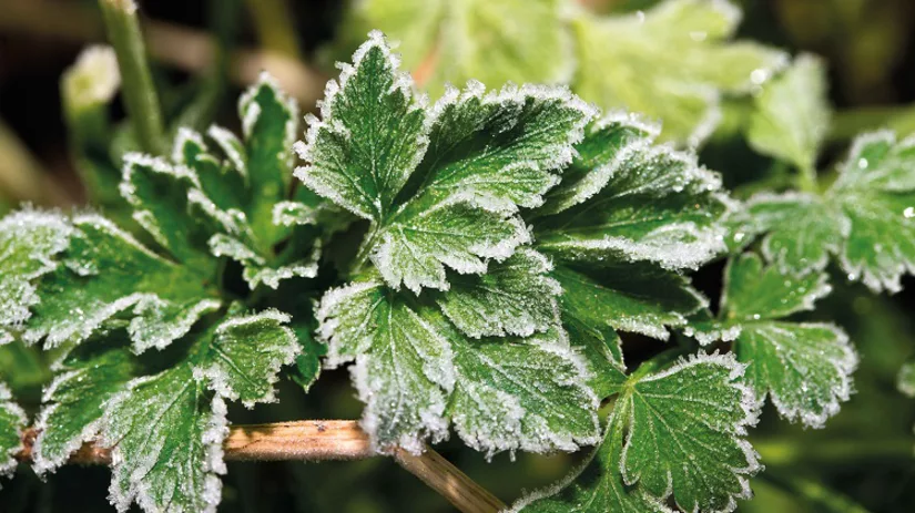 Je moestuin in het najaar Je moestuin in het najaar