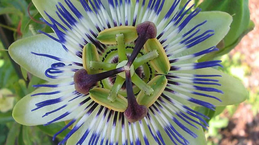 Maak je passiflora sterker Maak je passiflora sterker