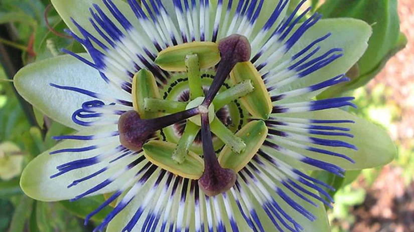 Maak je passiflora sterker Maak je passiflora sterker