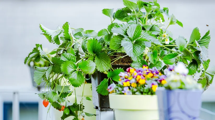 aardbeien aardbeien