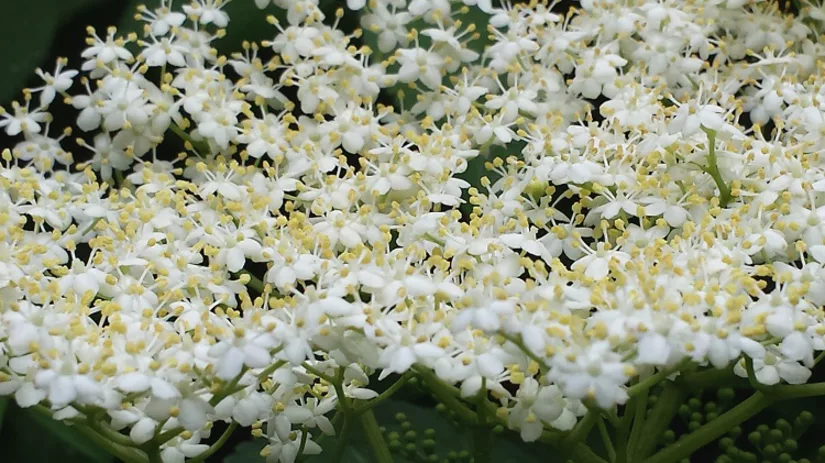 Gratis vlierbloesem oogsten Gratis vlierbloesem oogsten