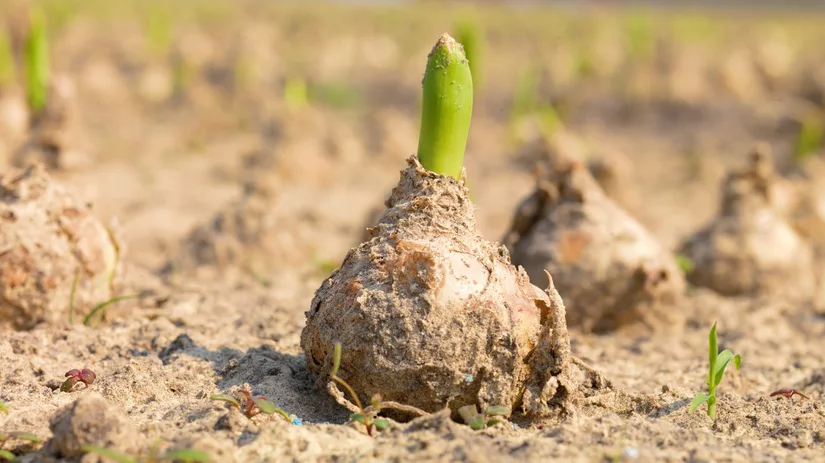 Wil je een zomer- of voorjaarsbol? Wil je een zomer- of voorjaarsbol?