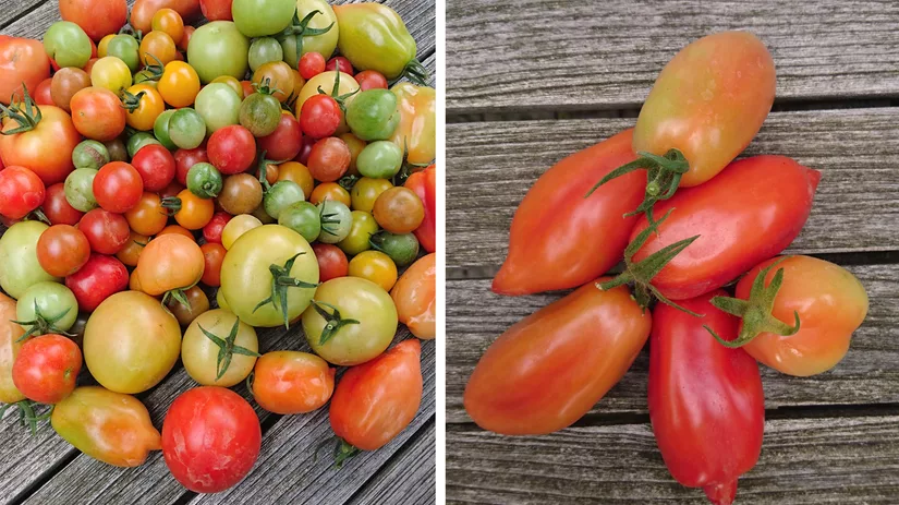 Tomaten tips Tomaten tips