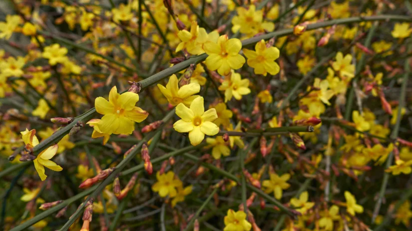 Winterbloeiende planten Winterbloeiende planten