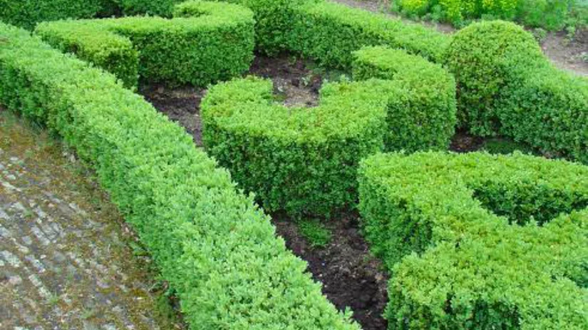 Groene bouwelementen Groene bouwelementen