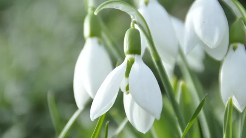 Verwilderingsbollen planten Verwilderingsbollen planten