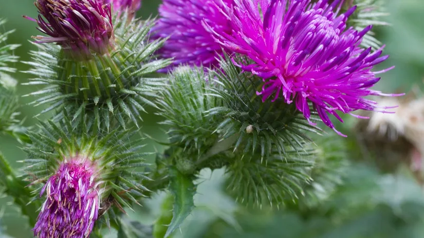 akkerdistel-creeping-thistle- akkerdistel bestrijden