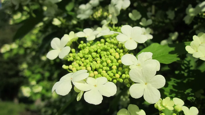 Je viburnum bemesten Je viburnum bemesten