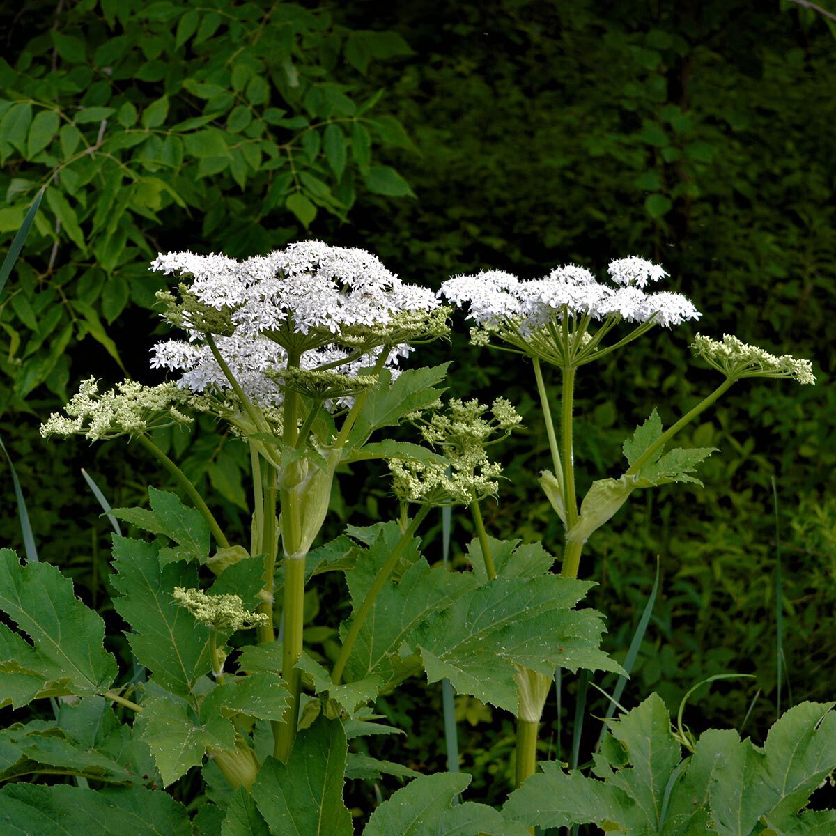 Berenklauw herkennen