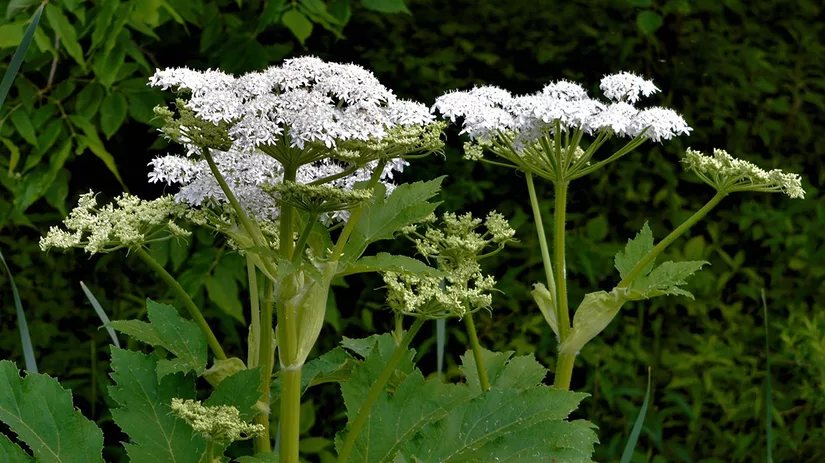 berenklauw Berenklauw herkennen