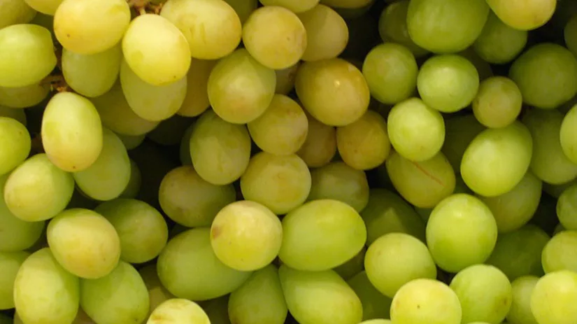 Snoepen van de oogst Snoepen van de oogst