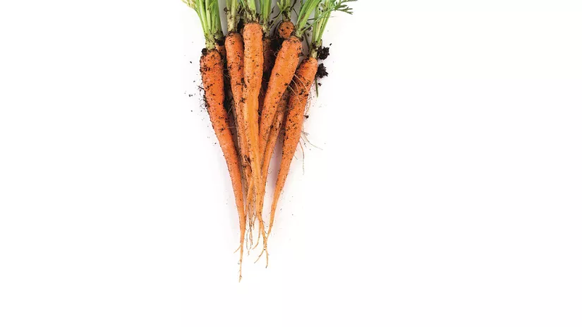 Wortels zaaien Wortels zaaien