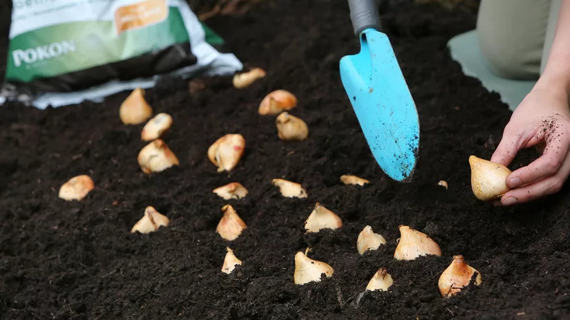 Welke bollen kies jij? Welke bollen kies jij?