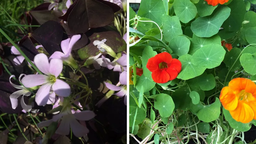 Top 10 eetbare bloemen Top 10 eetbare bloemen