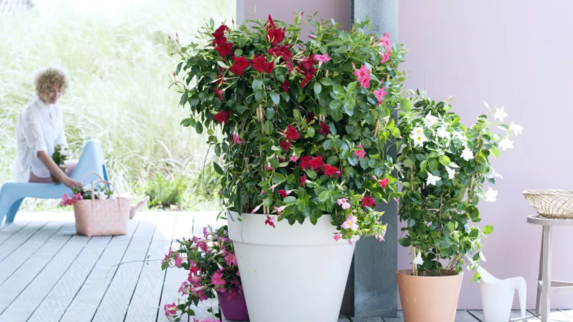 mandeville mandevilla