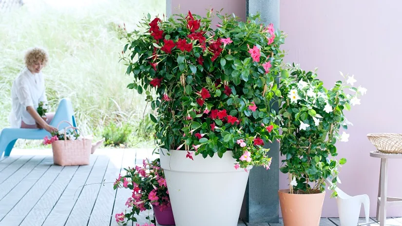 mandeville mandevilla